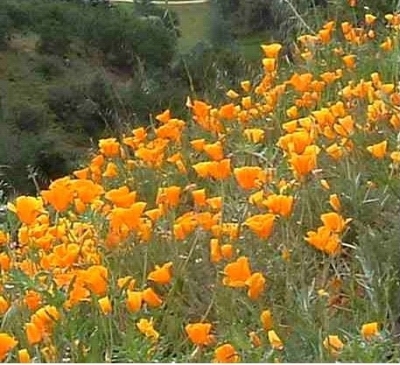 Poppies